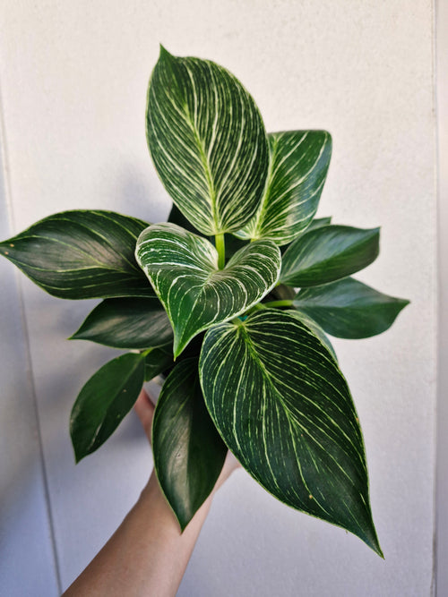 Lush Low-Maintenance Indoor Plant in a Decorative Pot