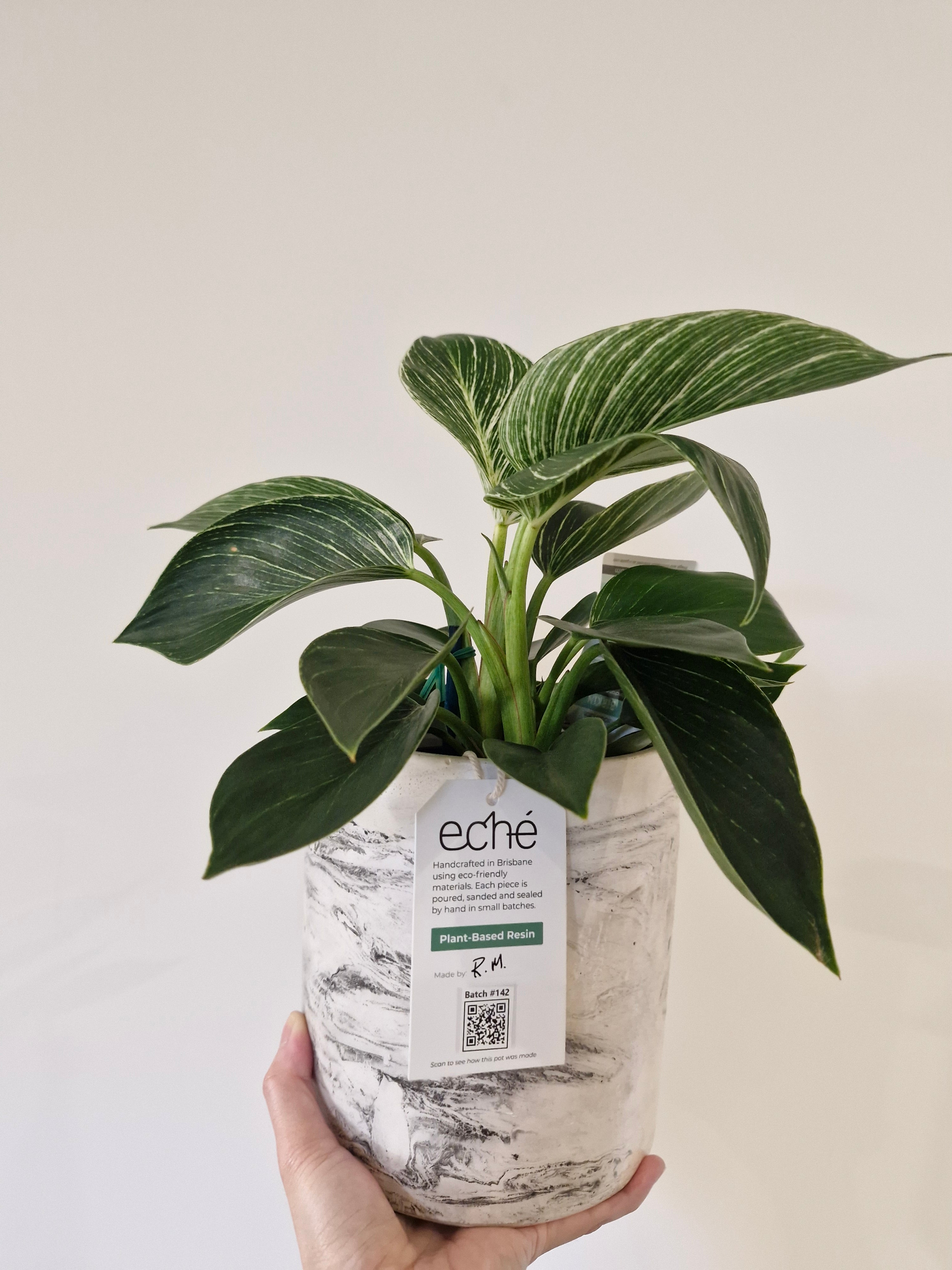 Lush Low-Maintenance Indoor Plant in a Decorative Pot