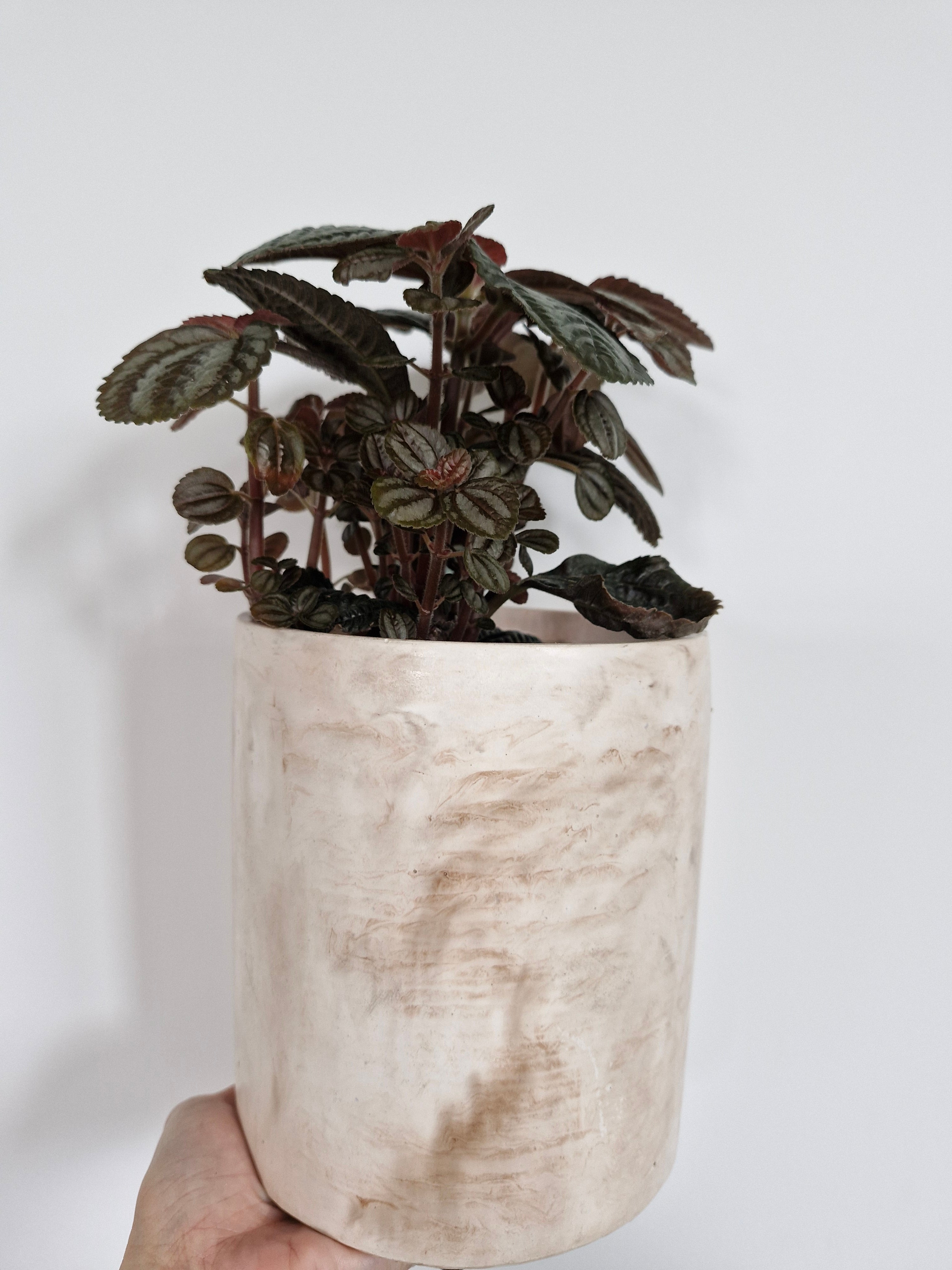 Lush Low-Maintenance Indoor Plant in a Decorative Pot