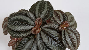 Lush Low-Maintenance Indoor Plant in a Decorative Pot