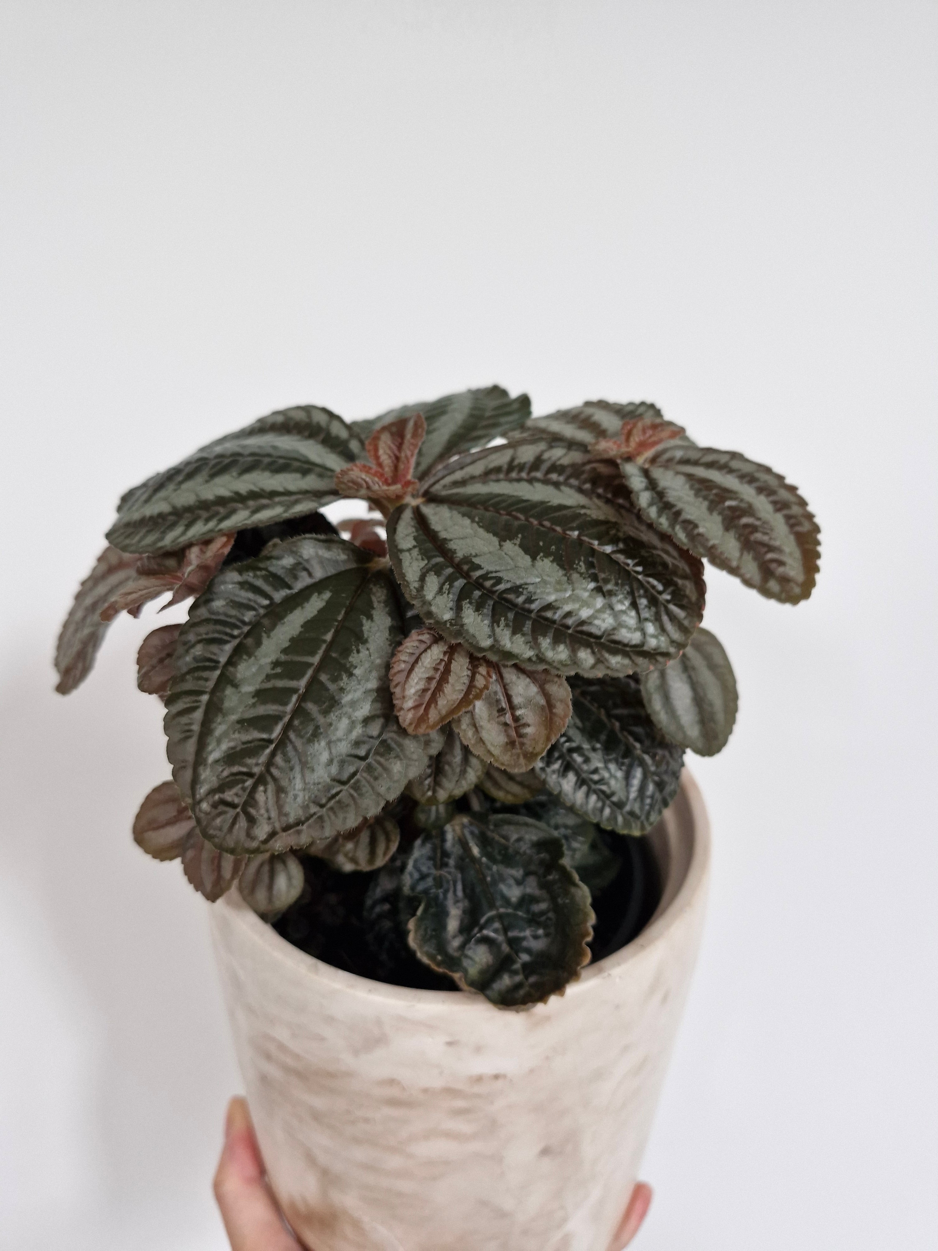 Lush Low-Maintenance Indoor Plant in a Decorative Pot